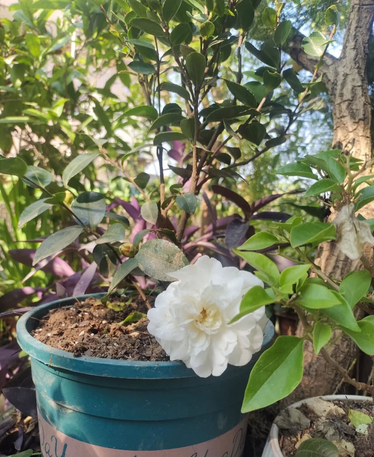 姐姐要淘汰的小苗茶花开大花了美的如同牡丹网友想养