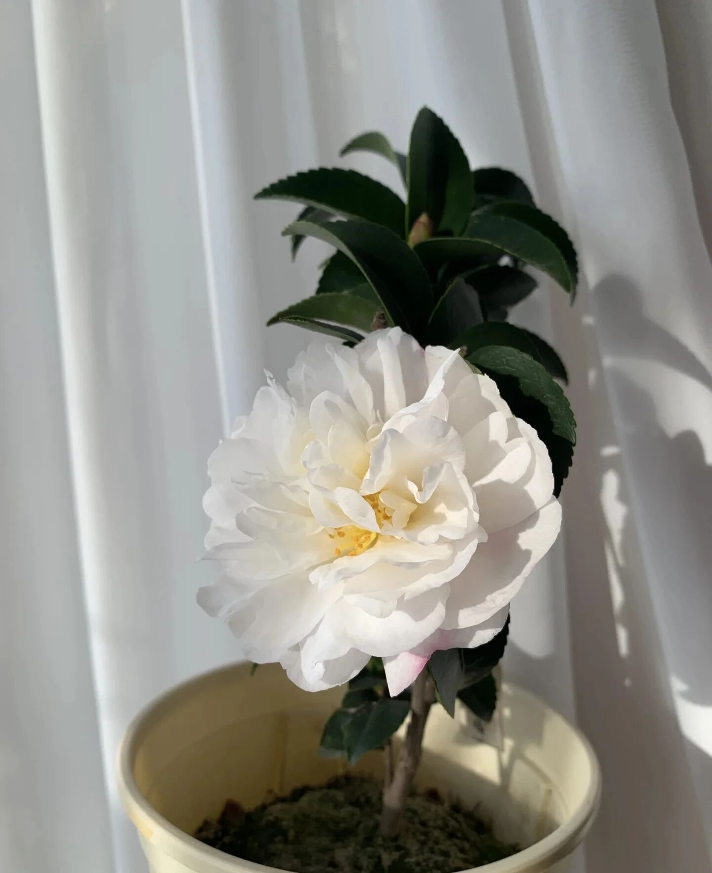姐姐要淘汰的小苗茶花开大花了美的如同牡丹网友想养