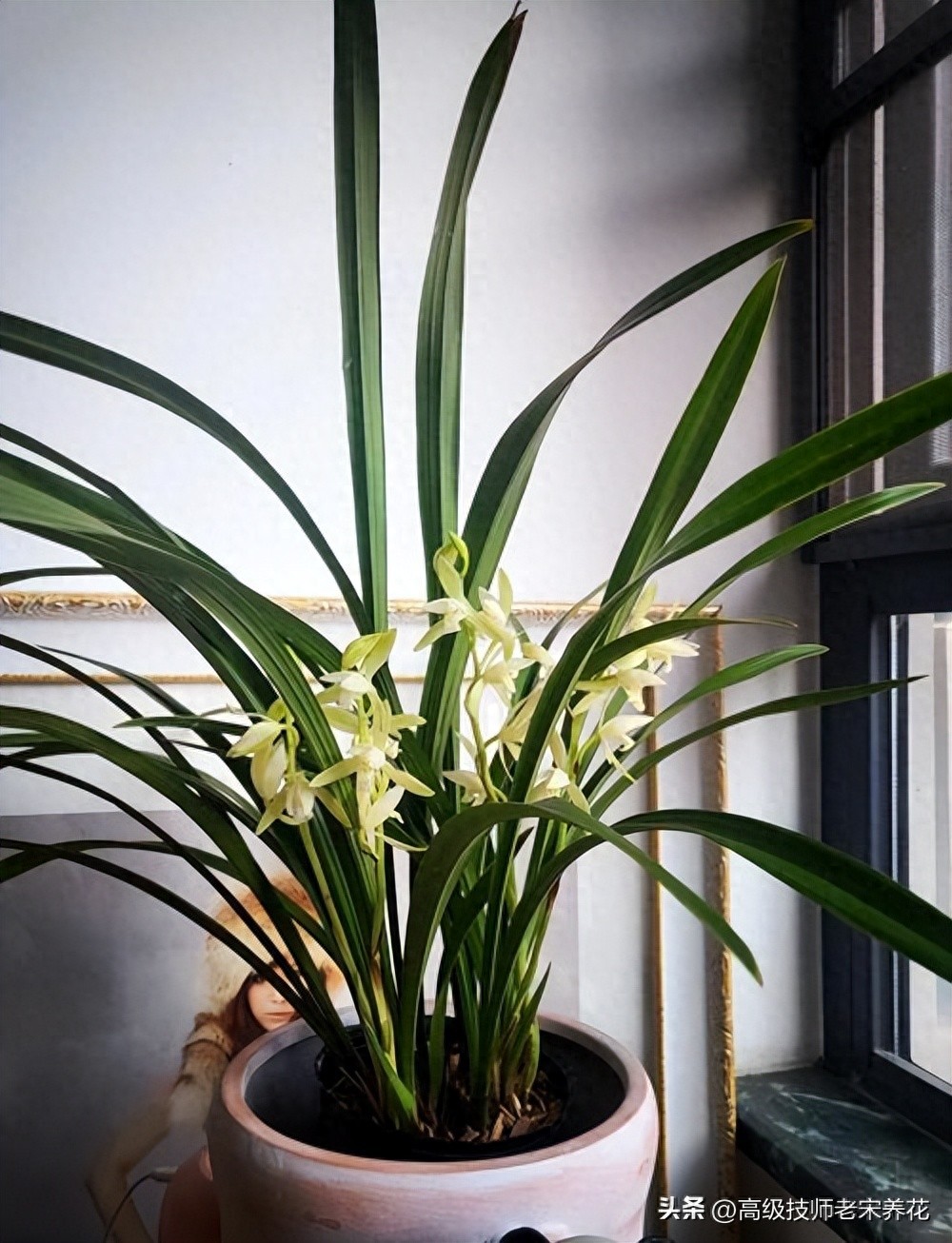 素心兰建兰冬季养护:四招让君子之花安然越冬