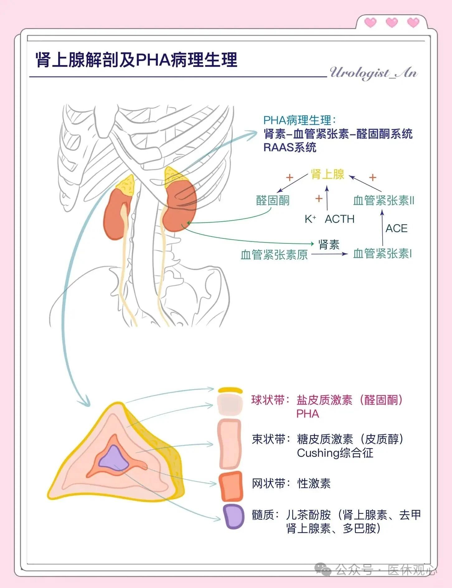 这种"隐形"高血压,手术还是吃药效果最佳?