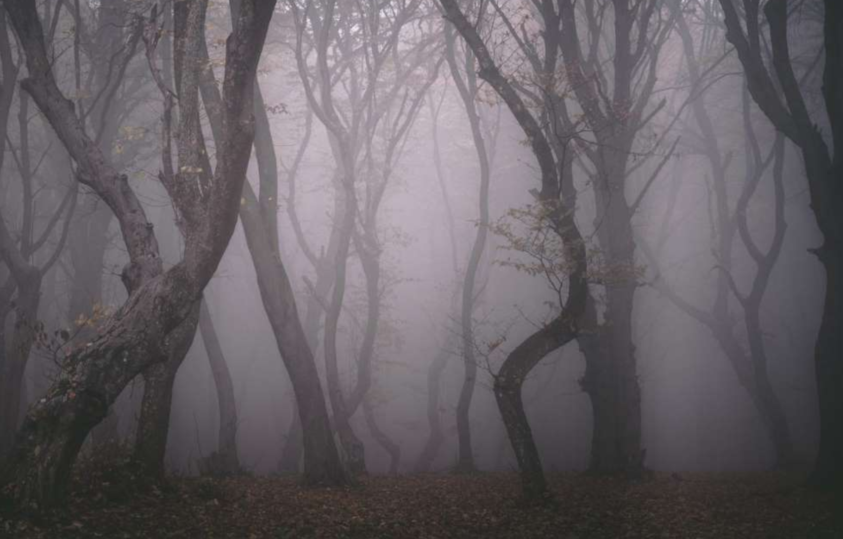 世界各地11个让人不寒而栗的闹鬼森林,看完一身冷汗,你敢去吗