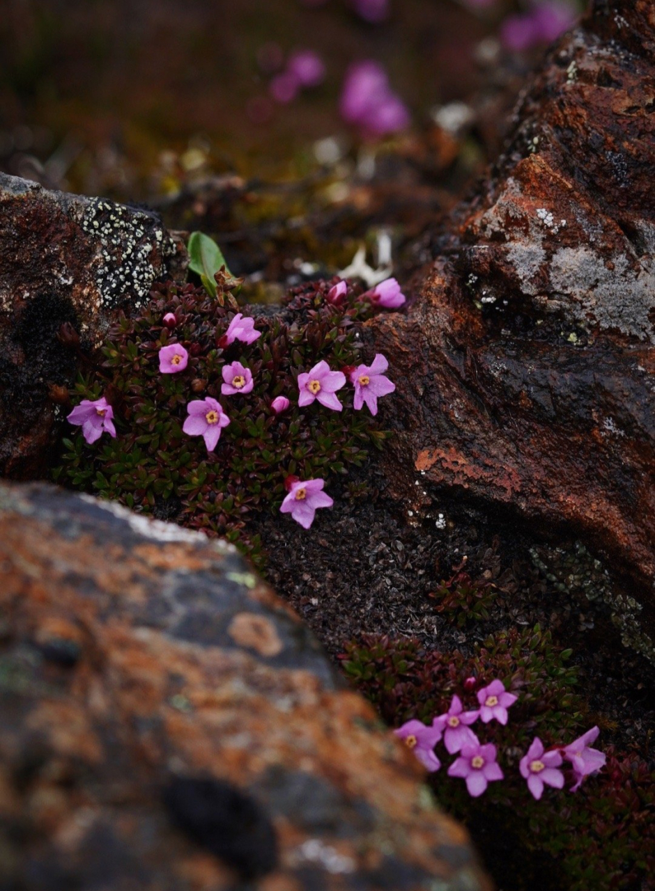 红花岩梅diapensia purpurea  岩梅科 | 岩梅属,生活是有光的,你得跑