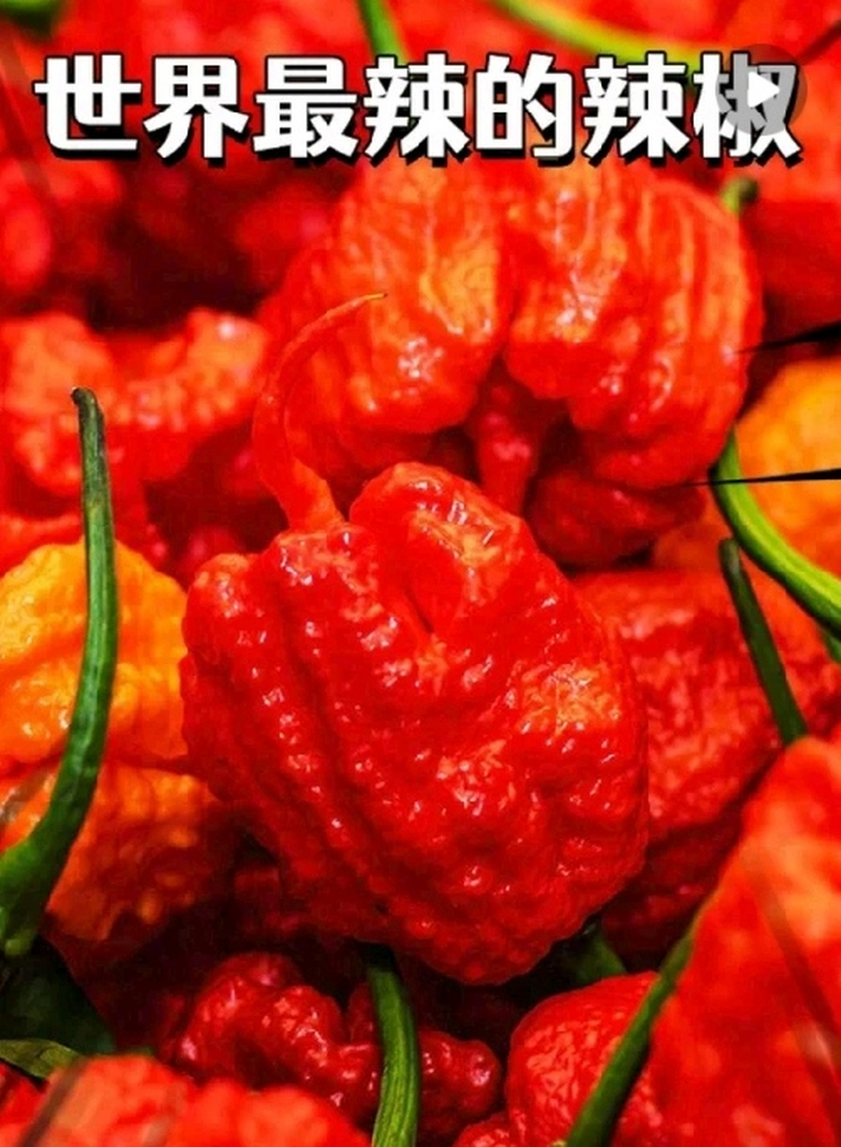 龙息辣椒产自英国,辣度高达248万史高维尔,军队使用的辣椒喷雾也