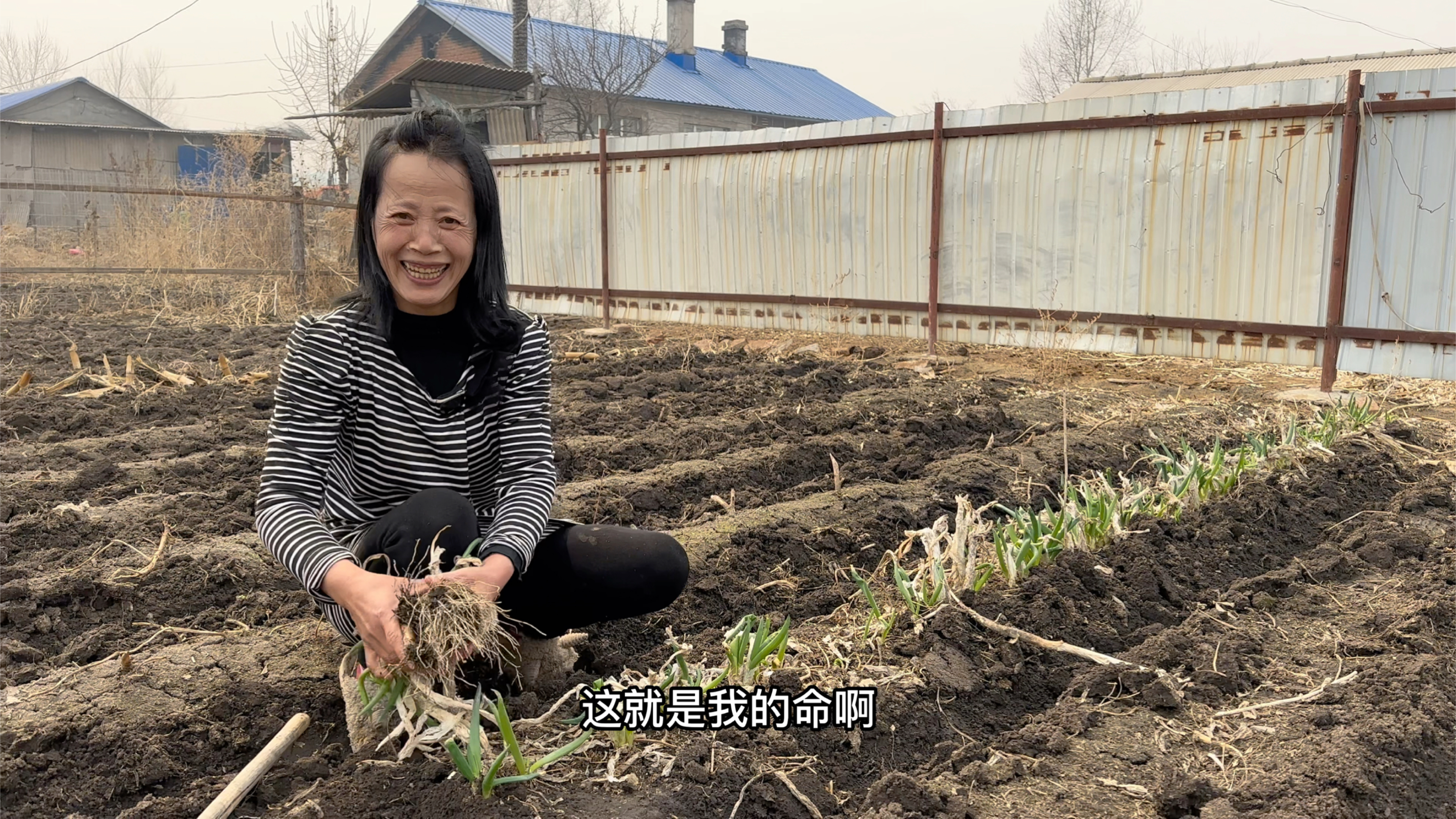 广西媳妇每年都惦记种南方青菜,最喜欢折耳根,东北老妈说是草