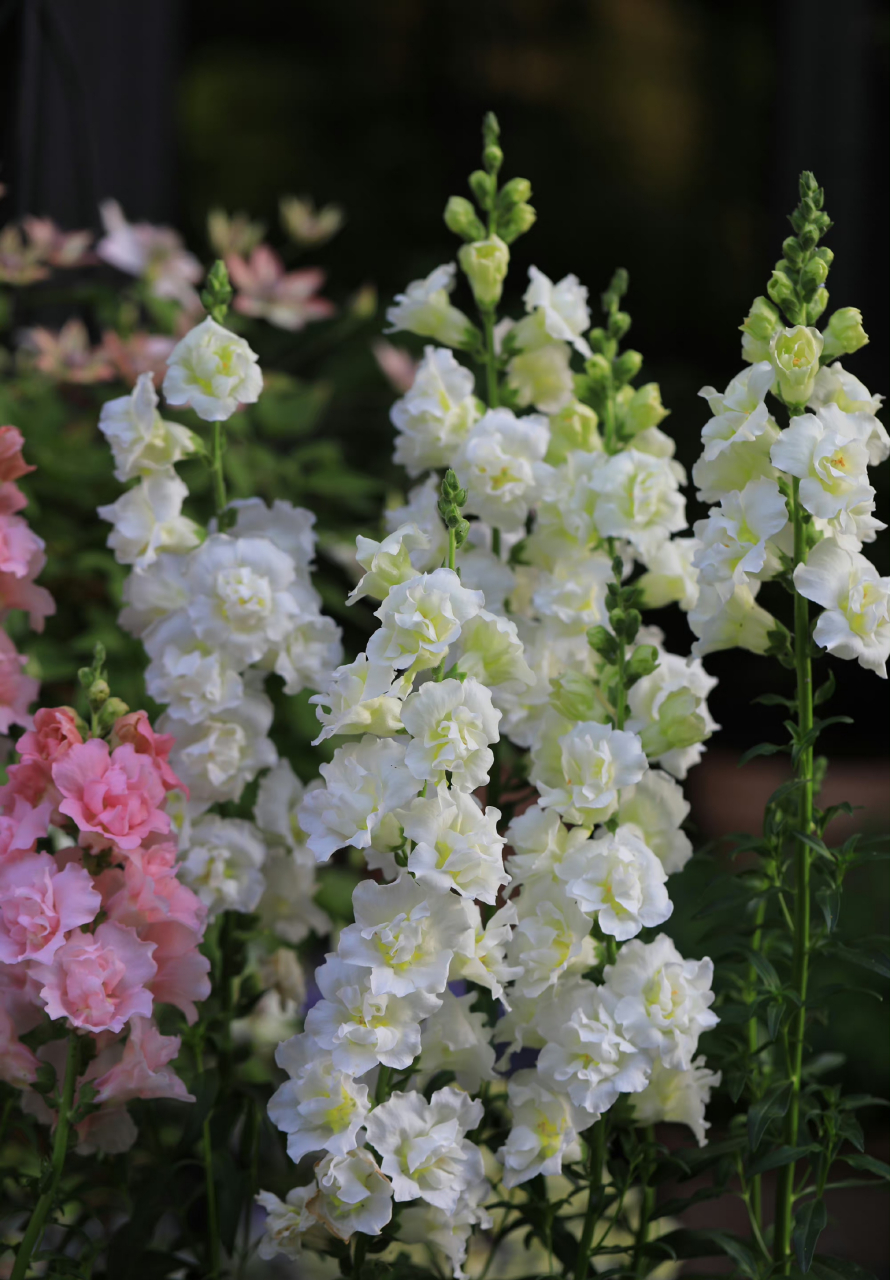 重瓣金鱼草单独来一发.