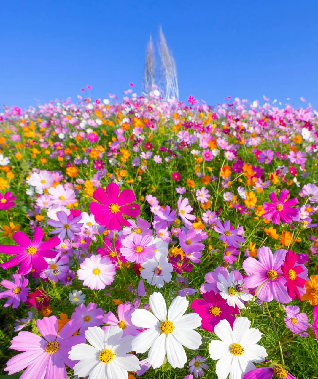 这是格桑花,五颜六色格桑花,好漂亮的小花花 ,91捕捉了一些美好的