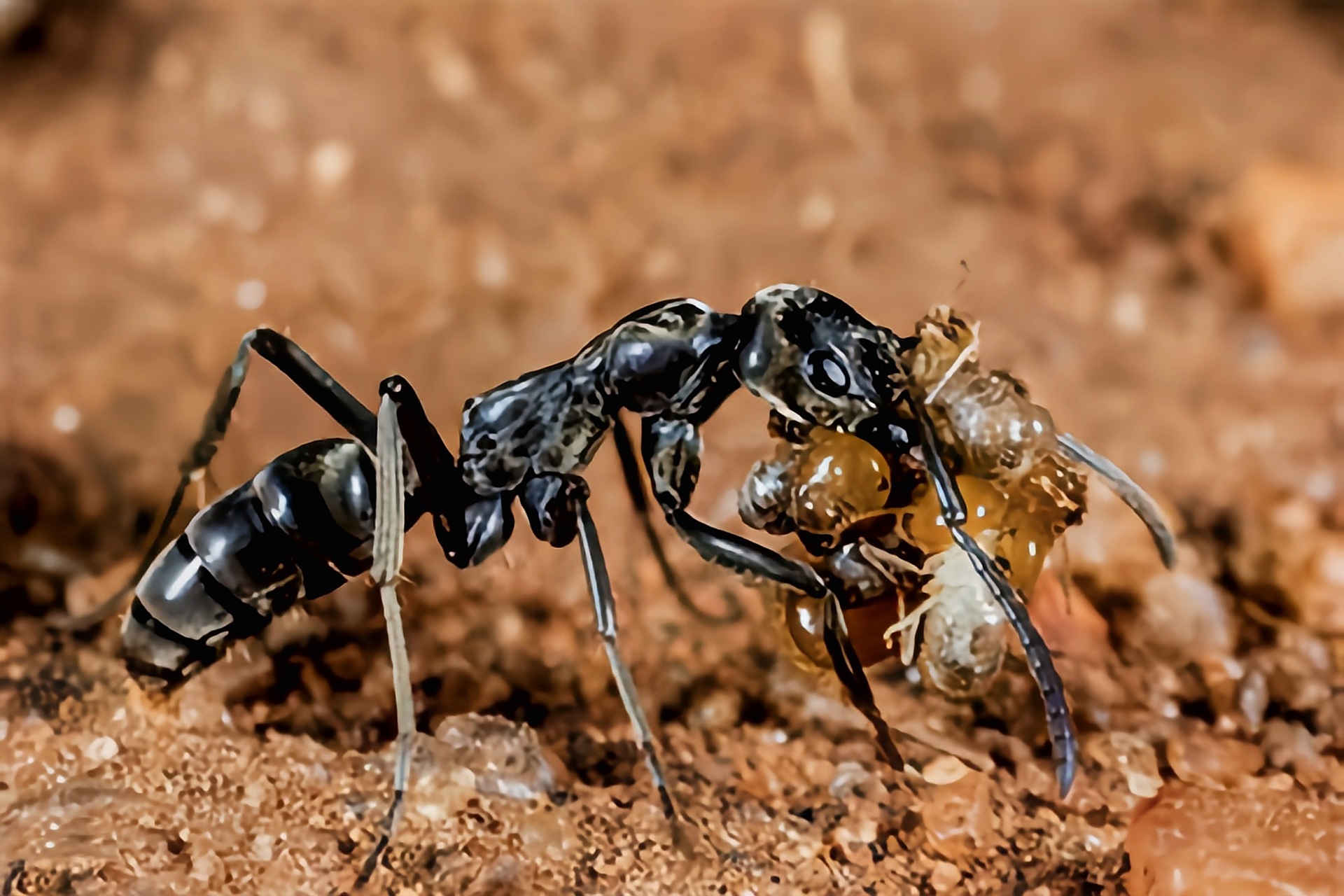 它有毒,蛰伤人类会产生剧烈疼痛,出现头晕,恶心,痉挛等