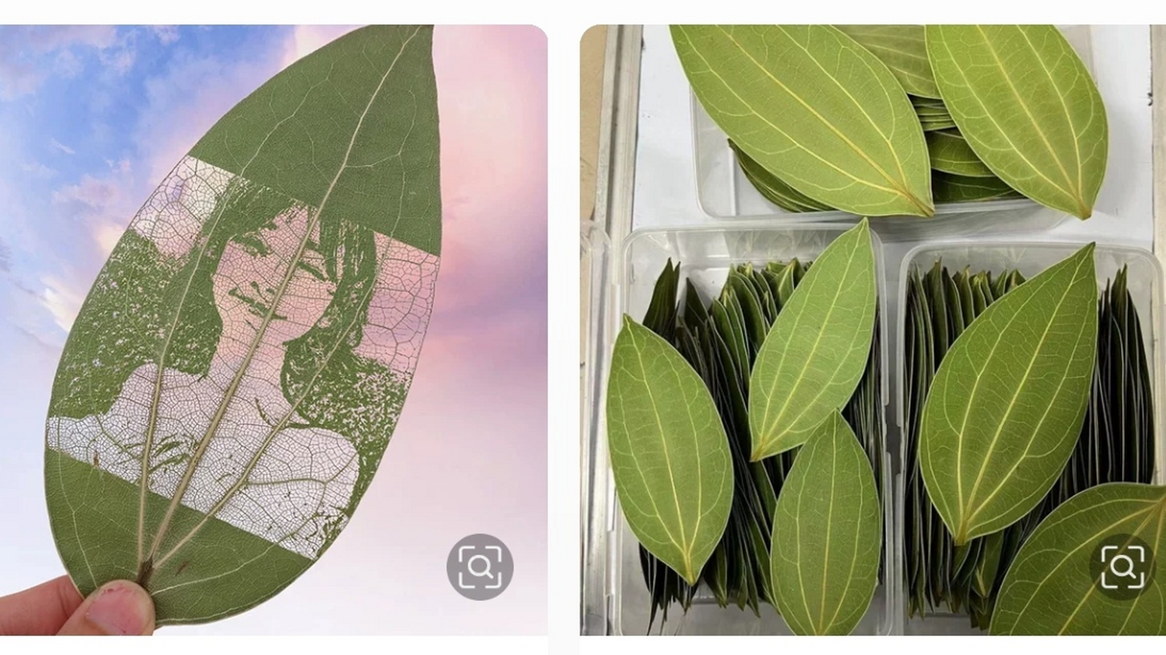 适合年轻人创业项目   树叶雕刻,也叫叶雕就是用机器在树叶上雕出来