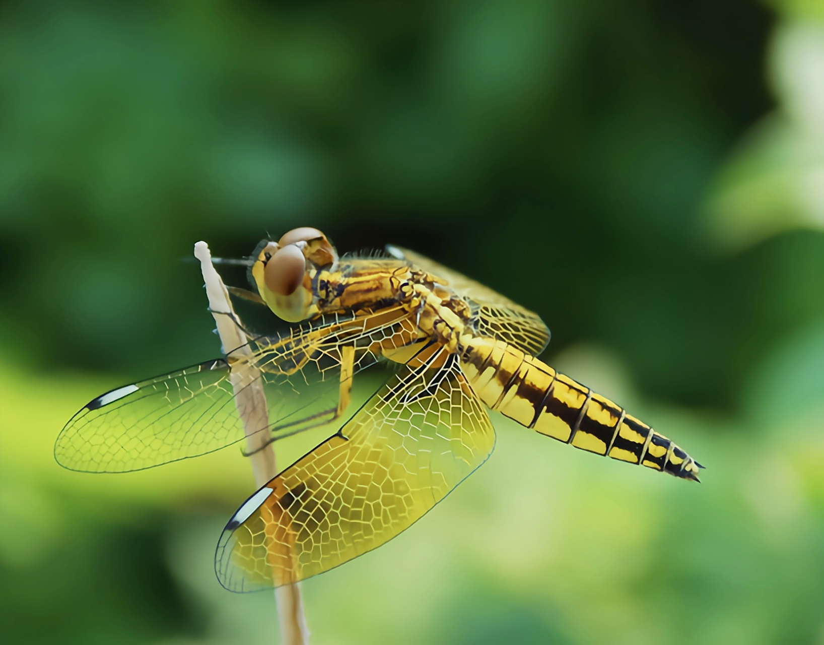 每天认识一种昆虫——六斑曲缘蜻  六斑曲缘蜻是蜻蜓目,蜻科,曲缘蜻属