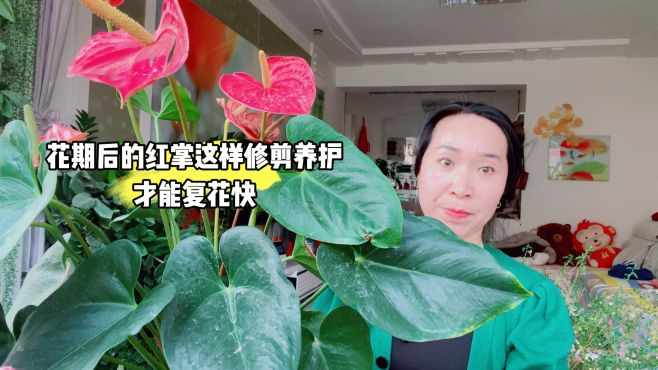 花期後的紅掌這樣脩剪養護，才能複花快！