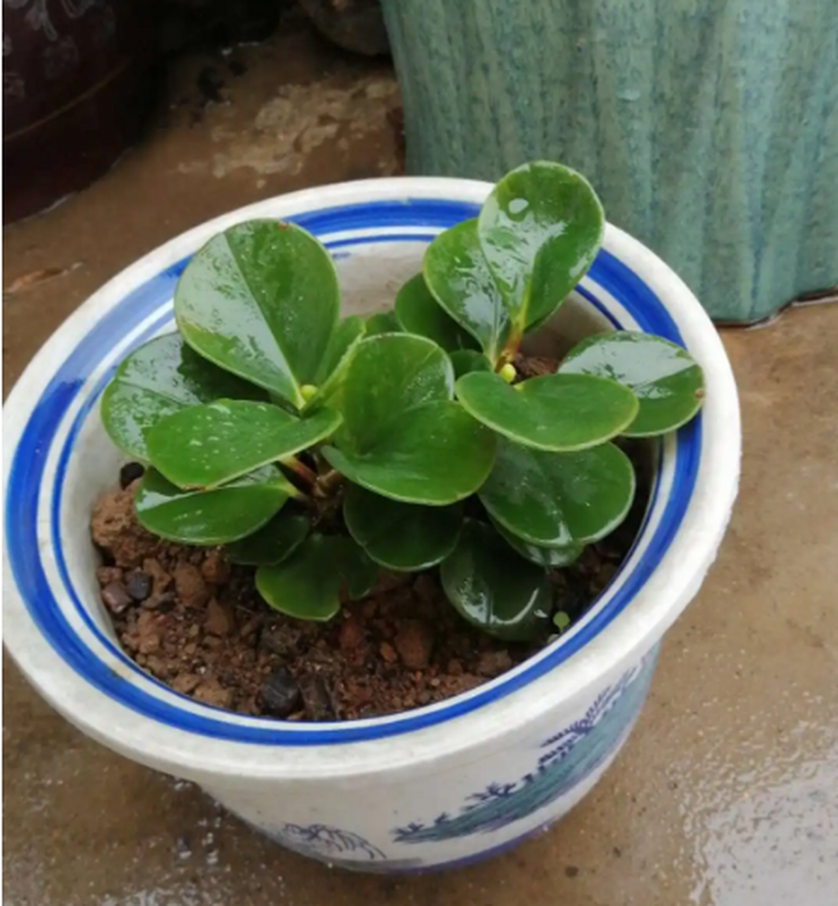 圆叶椒草  圆叶椒草生长于潮湿的热带雨林中,从树木碎屑和环境中获得