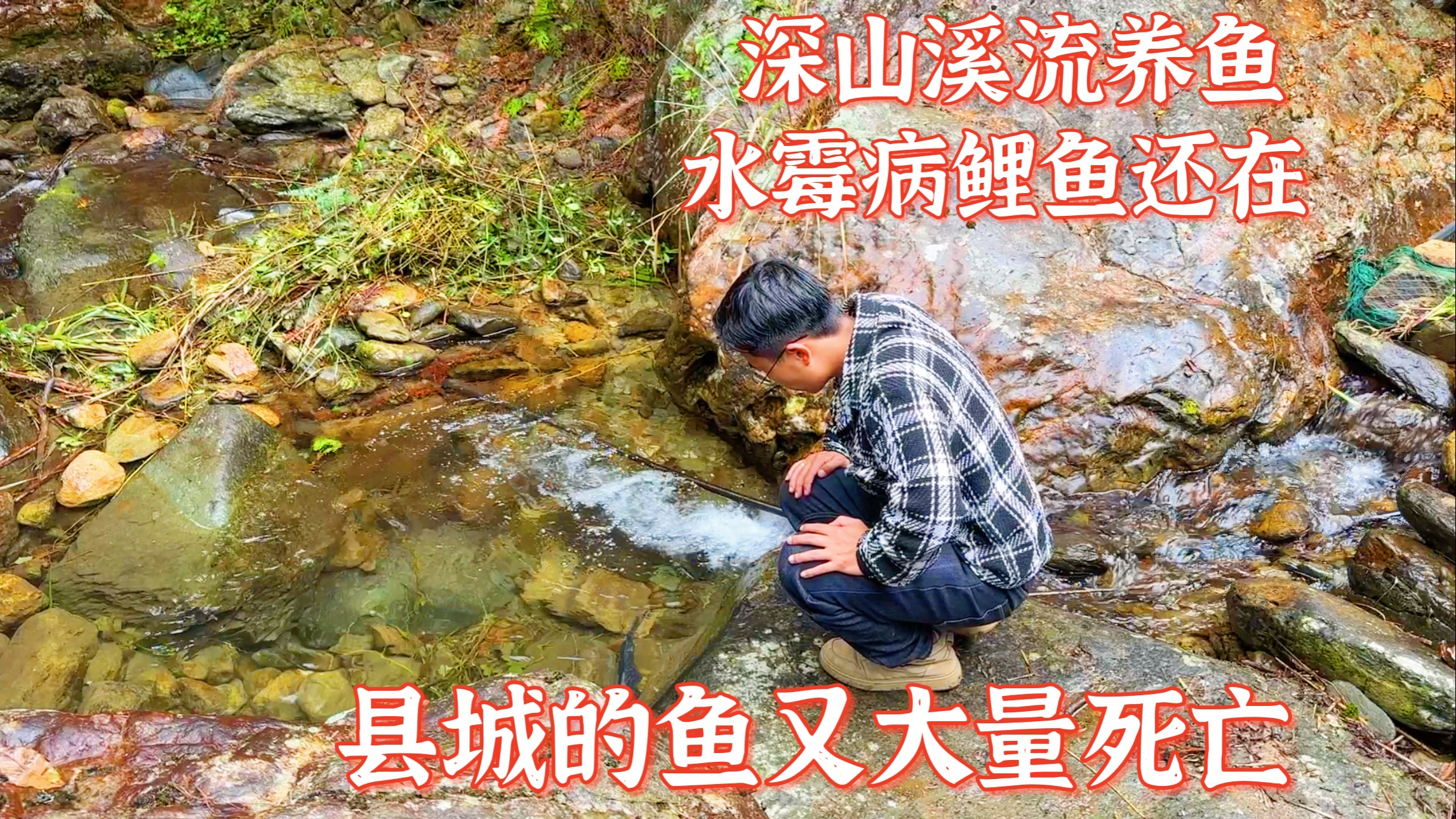 深山溪流养鱼第13天,继续抢救水霉病鲤鱼。县城的鱼又大量死亡