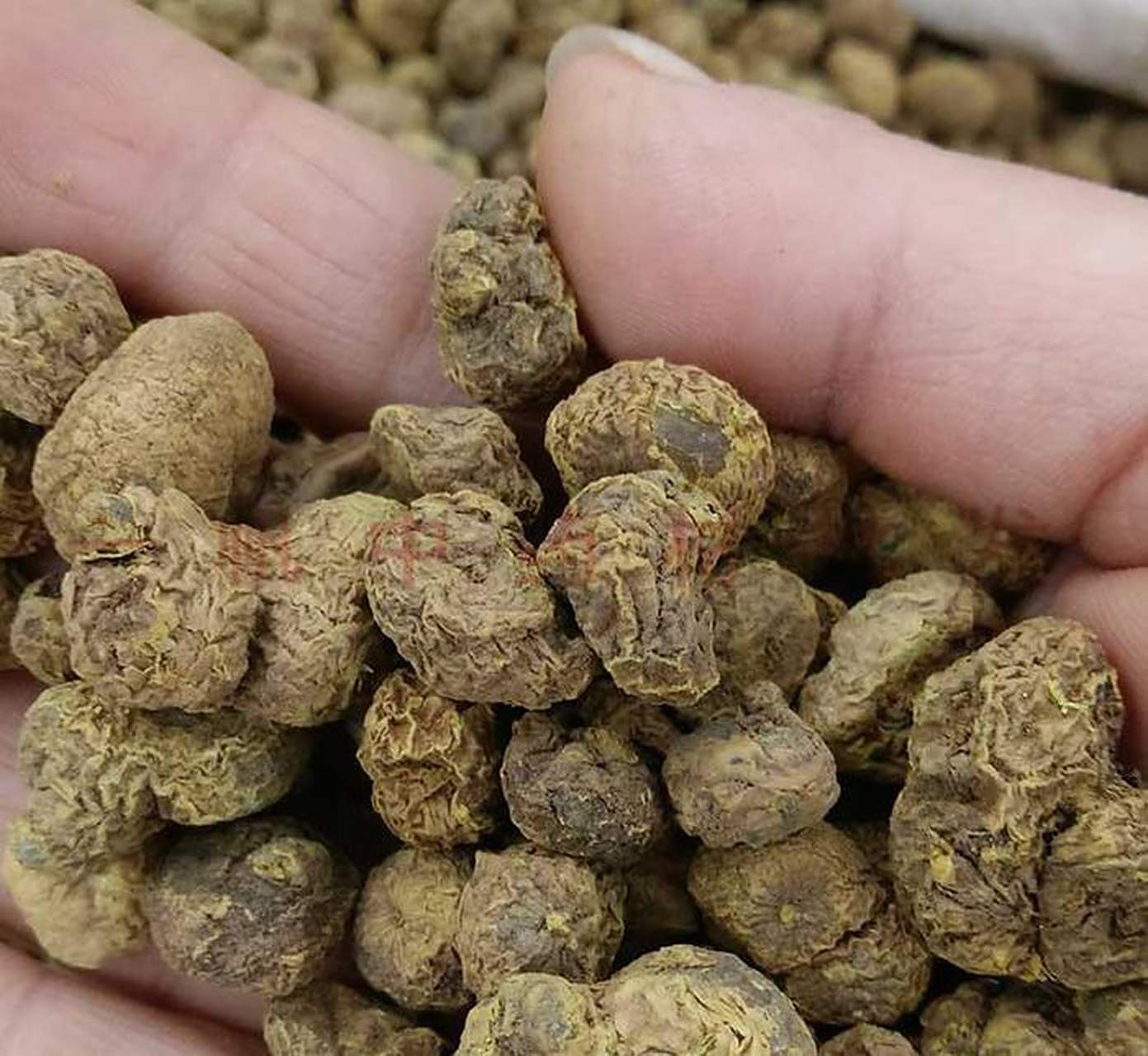 浙江一药农卖元胡10分钟赚52万元#   最近,中药材价格的飙升引发了