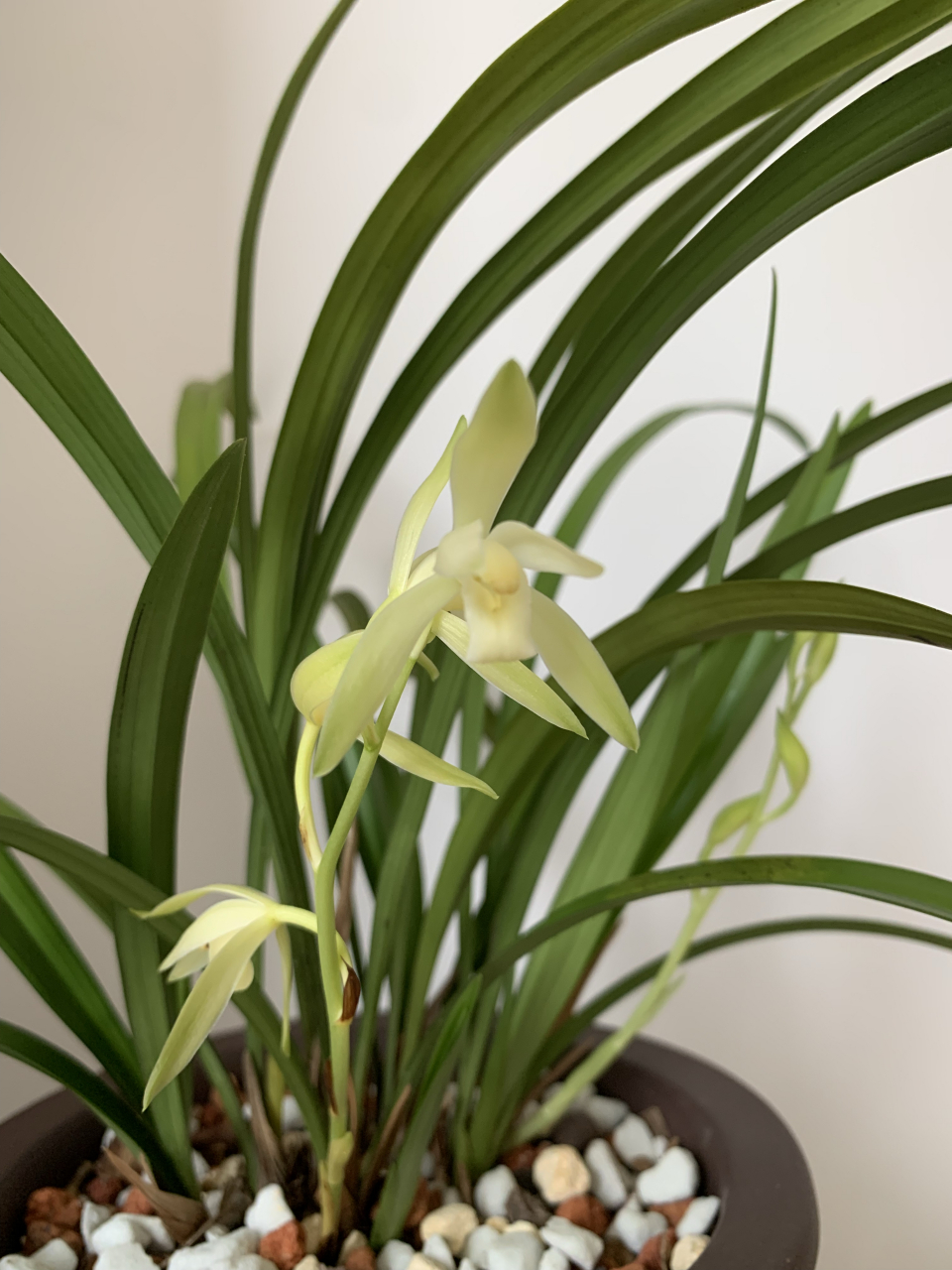 我的建兰龙岩素又开花!