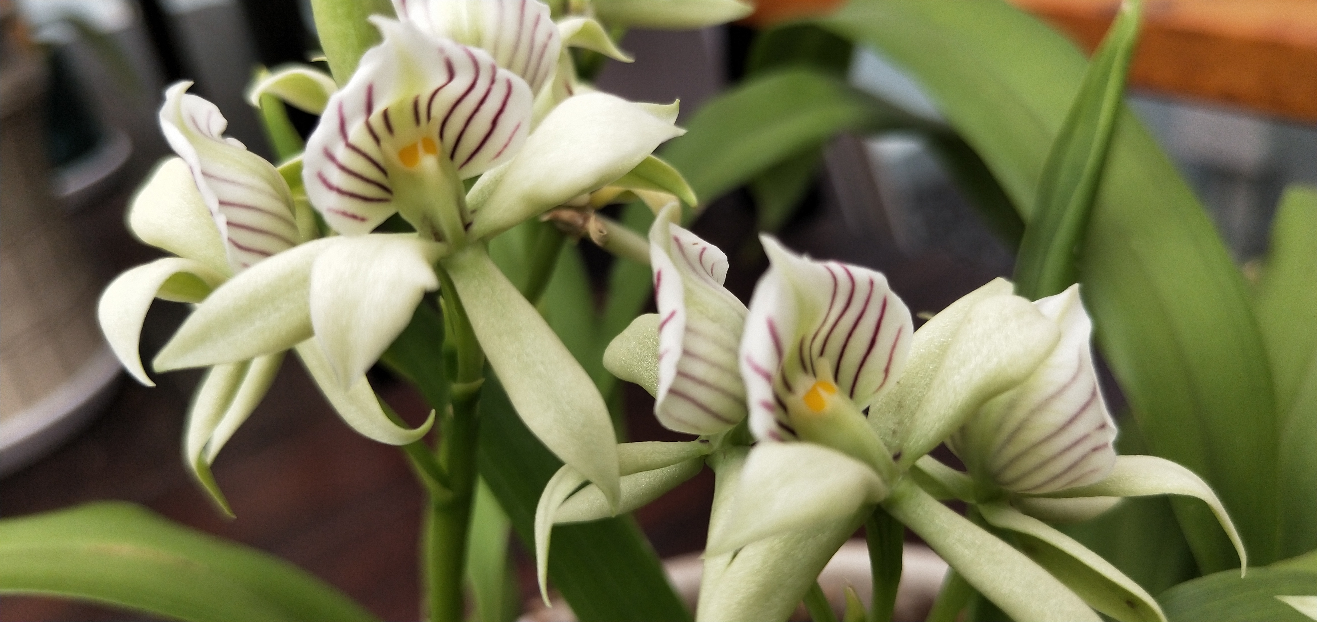 章鱼兰的花姿独特品种稀有,是观赏价值极高的兰科花卉