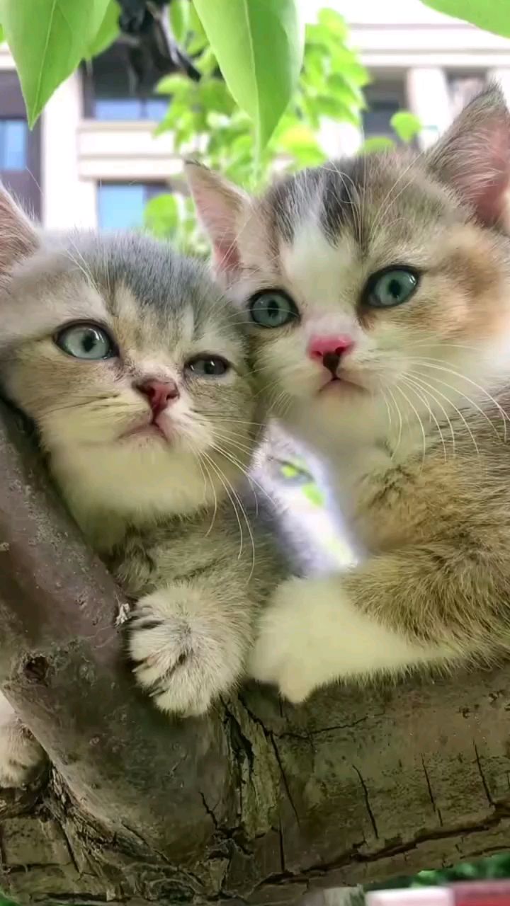 这两个小猫咪是双胞胎么