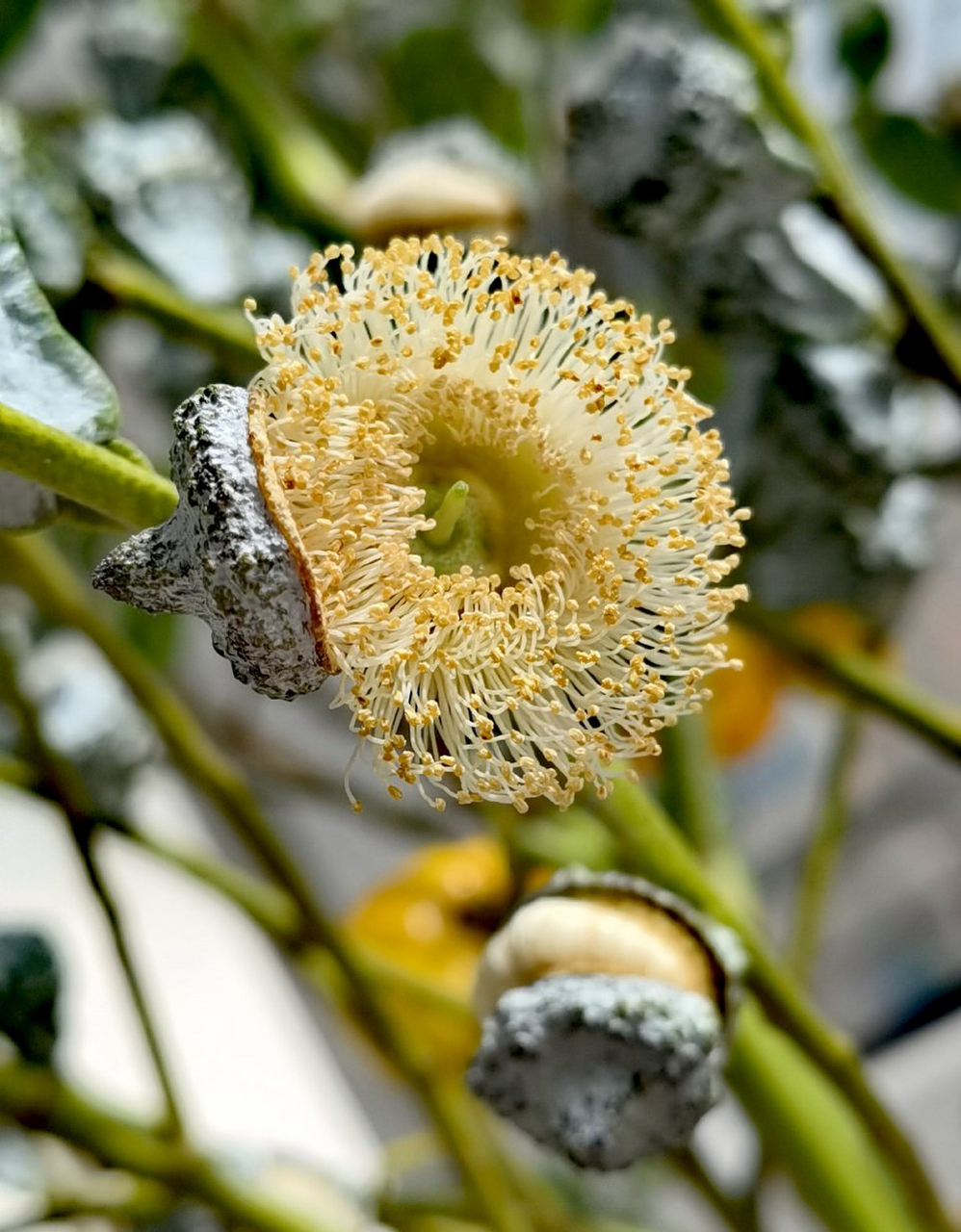 发动态聊亚运# 花草世界 尤佳利果实,竟然开花了,吓一跳 先结果,果