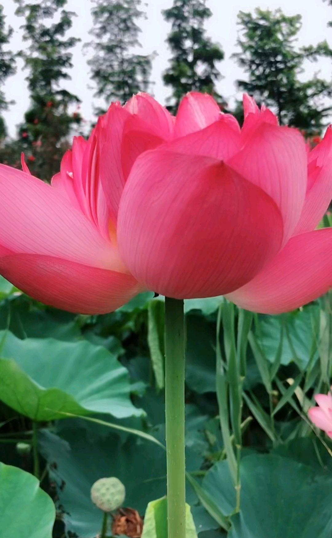 欣赏美丽红红荷花