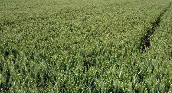 郑麦6687品种介绍