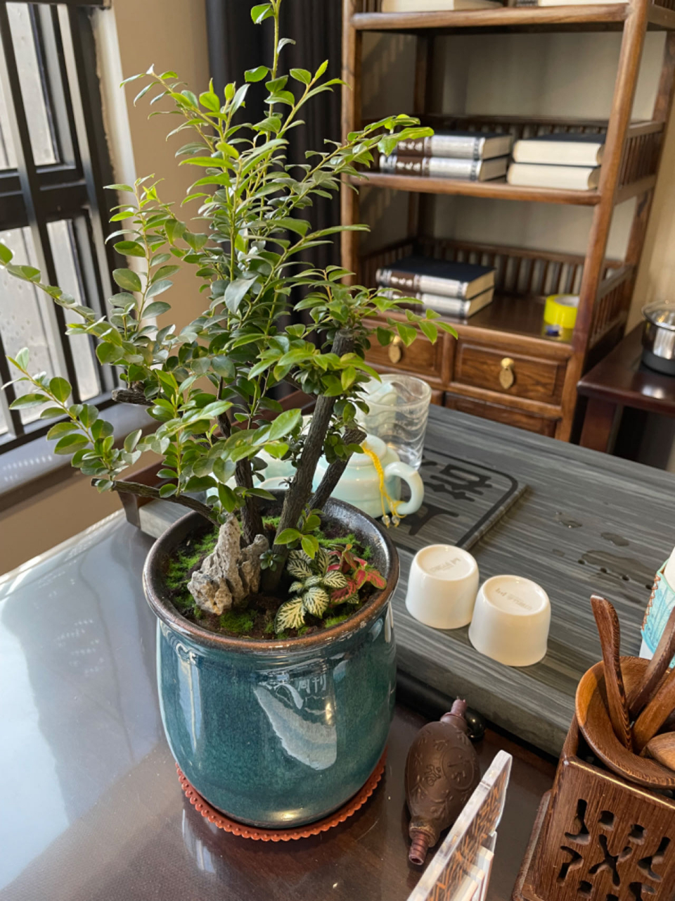 两年前,买了这盆小叶紫檀 图2是刚来的模样 亭亭玉立 下面两株配草,一