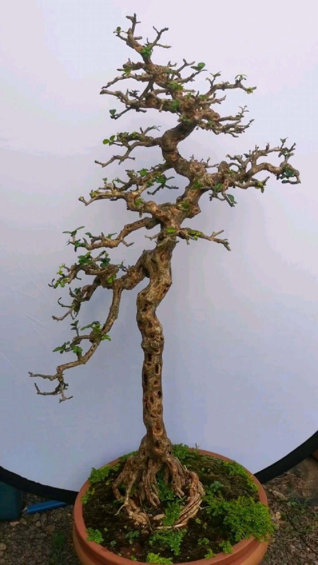 海南博兰小品,非常老态,有人喜欢吗?-度小视