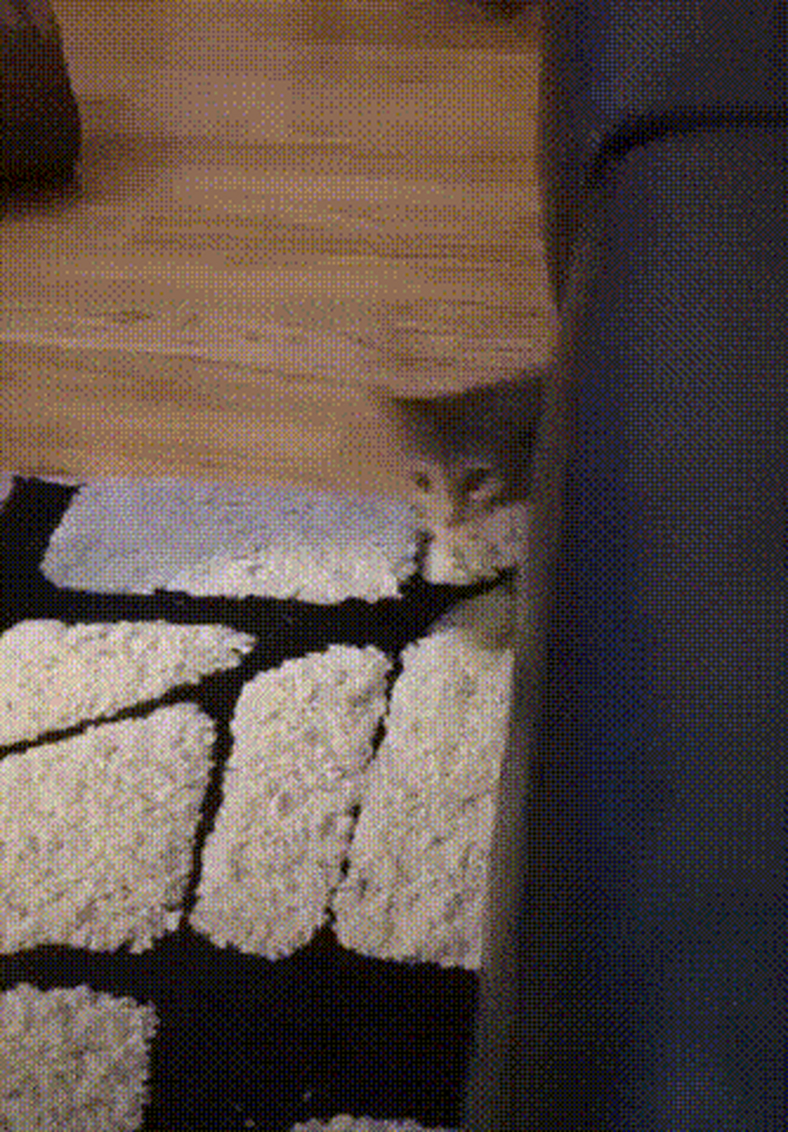 半夜三更黑灯瞎火坐在沙发上叹息的样子被猫猫看到了