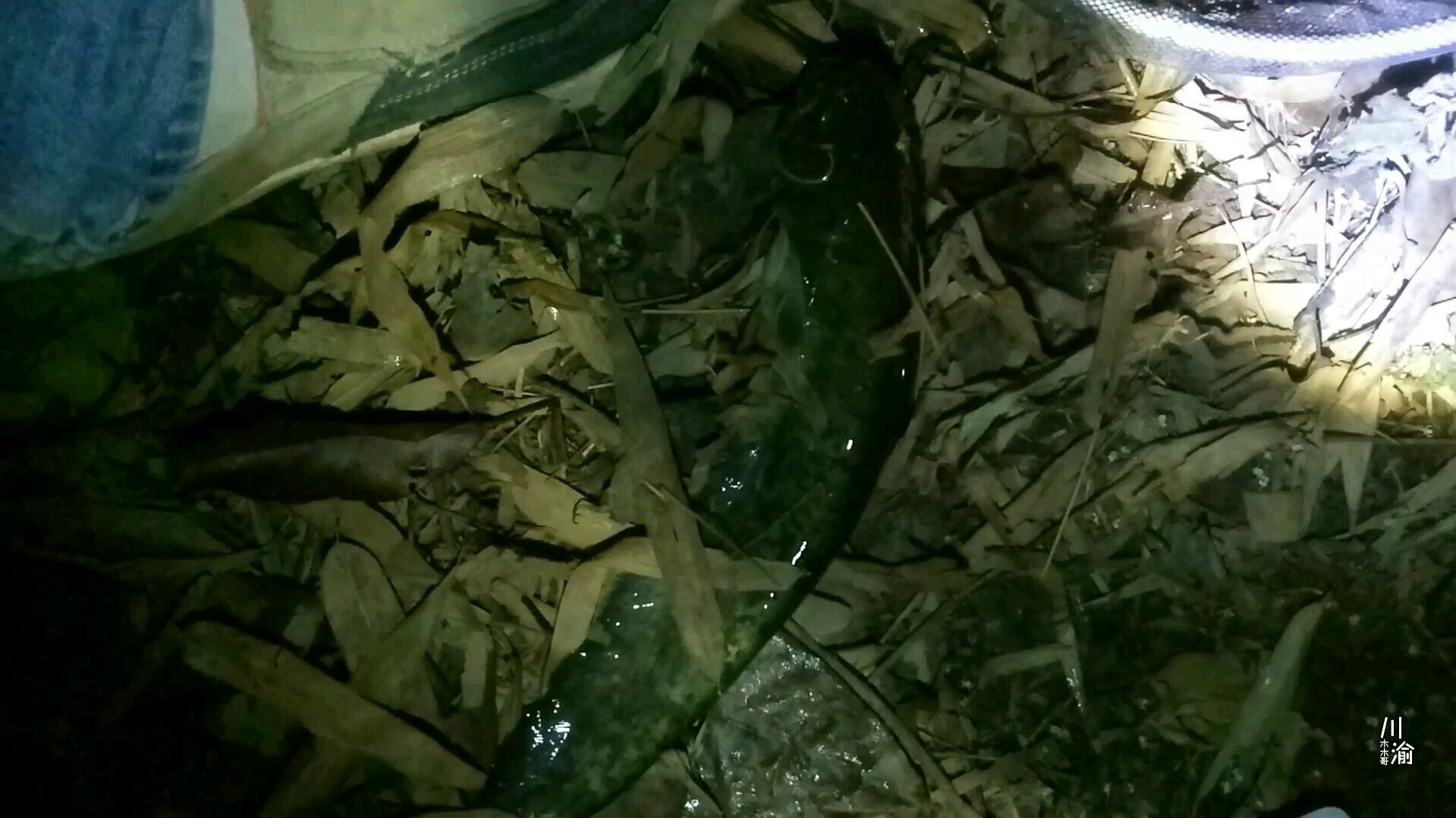 80后农村小伙夜钓黄辣丁,资源匮乏的现在,收获也算不错了