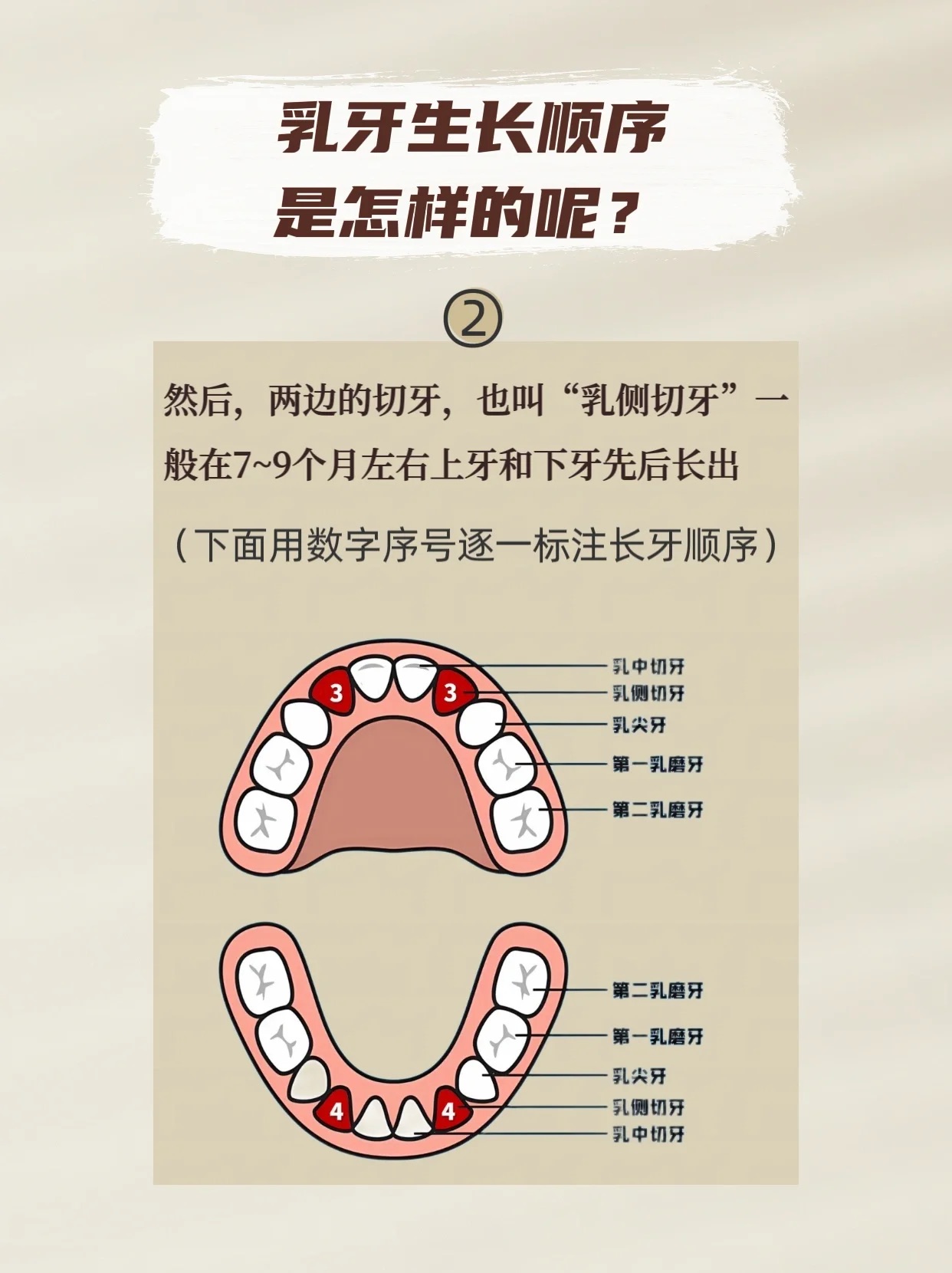 家长收藏最好看懂的宝宝长牙知识组图