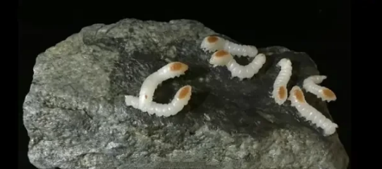 《盗墓笔记》西王母神秘陨石中发现的"蛇矿"的秘密