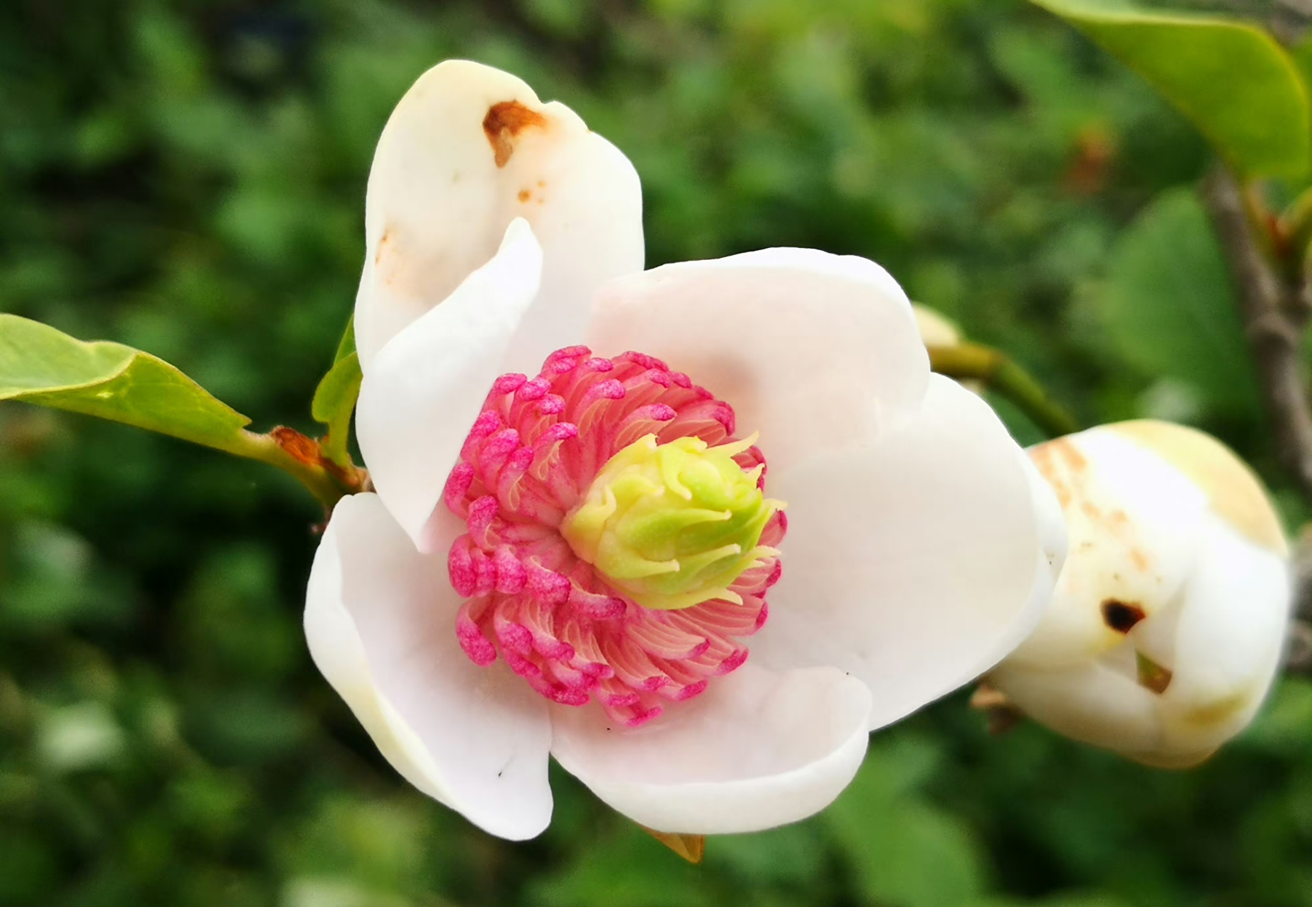 天女花oyama sieboldii,木兰科天女花属 67,天女花,有很轻柔的香气.