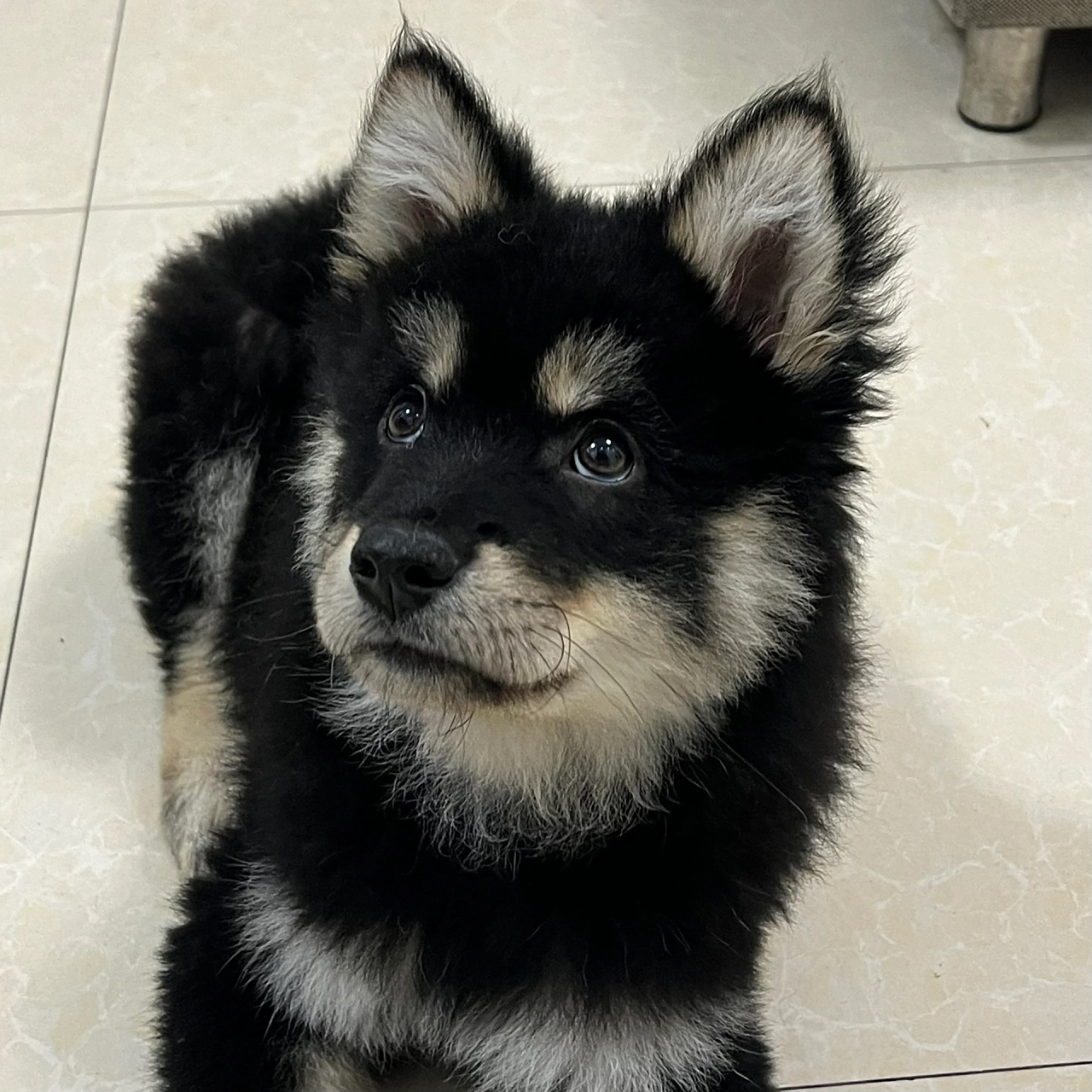 颜值在线的广西土松 67