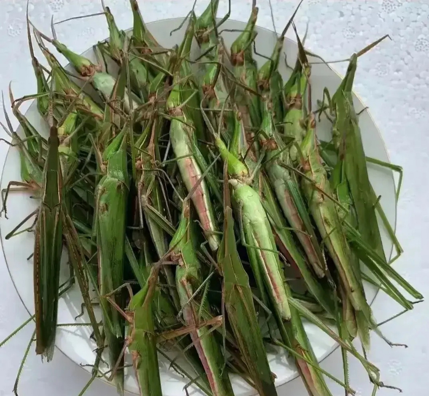 我今天在田里收玉米的时候,发现了好多绿色的蚂蚱.