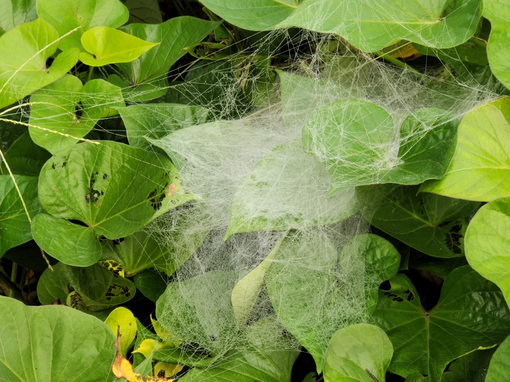 蜘蛛的帐篷和吊床 雨后的冬青丛中,红薯叶子上,蜘蛛大师的杰作清晰