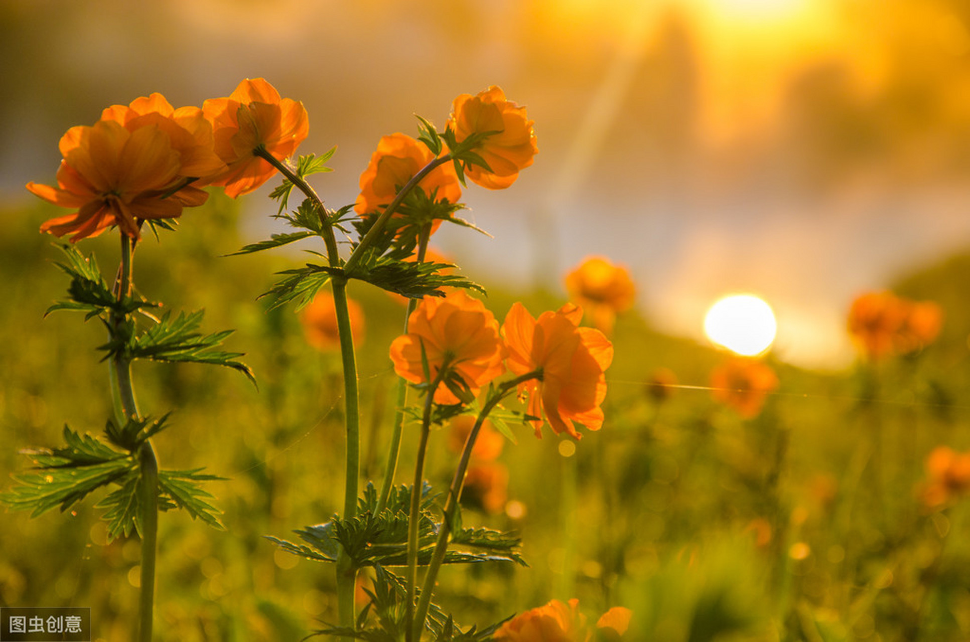【做个内心丰盈的人】人生在世,没那么多顺风顺水,人见人爱,花见花开.