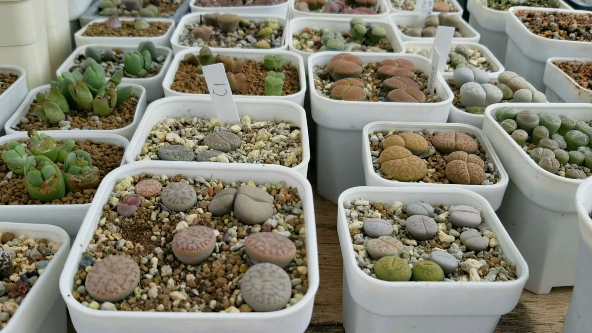 生石花的个人养护心得,养的不好请大家多多指教