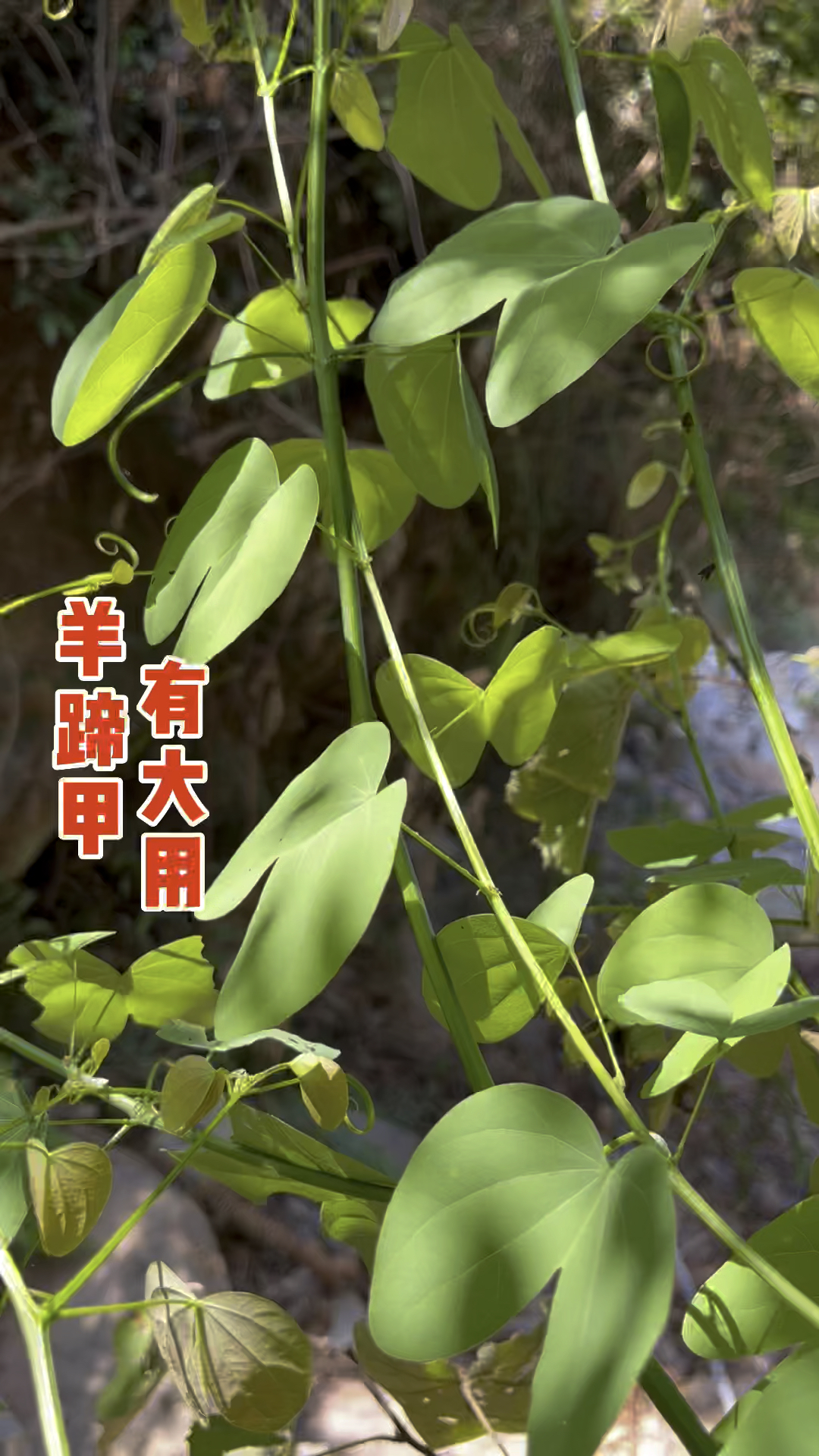 农村常见的观赏植物"羊蹄甲",叶子与花都很美,其生活中有大作用-度小