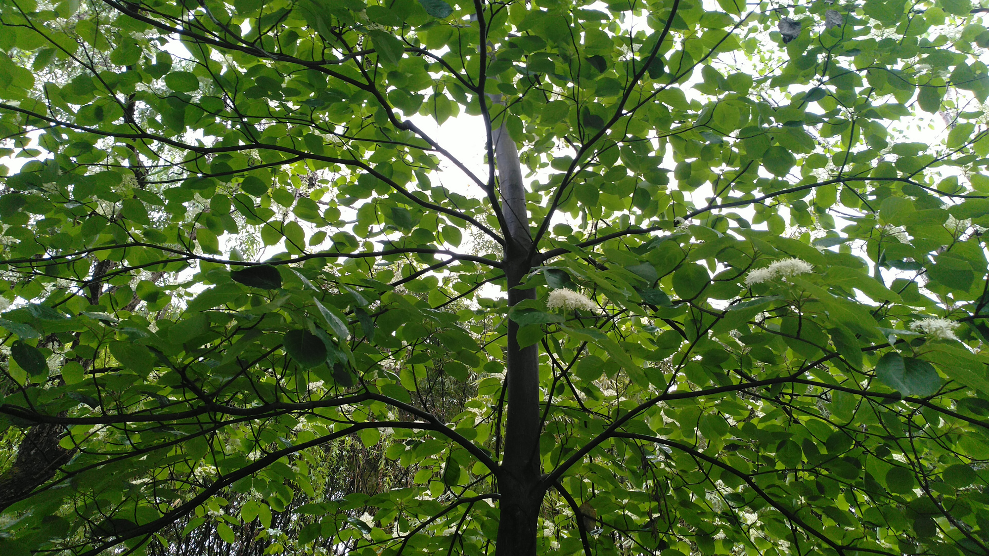 繁花灯台树,分枝似灯台