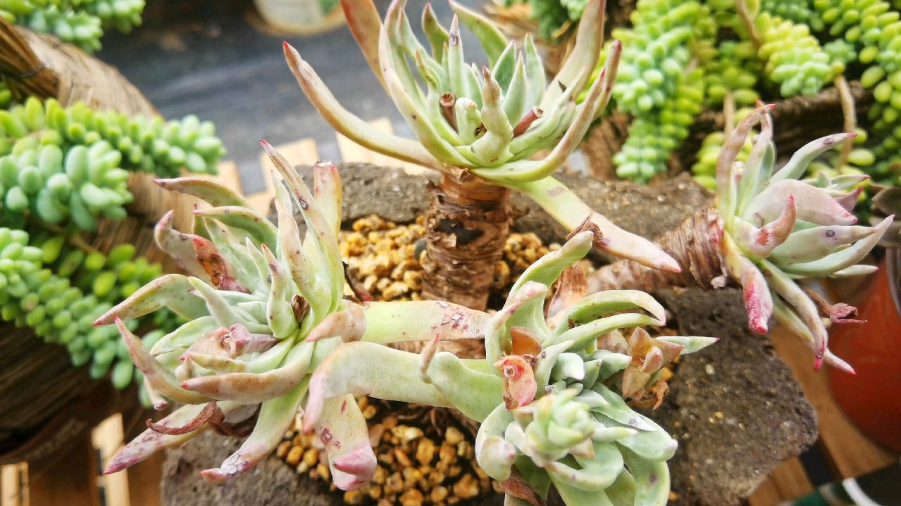 云南多肉植物种植基地的仙女杯初霜养护方法