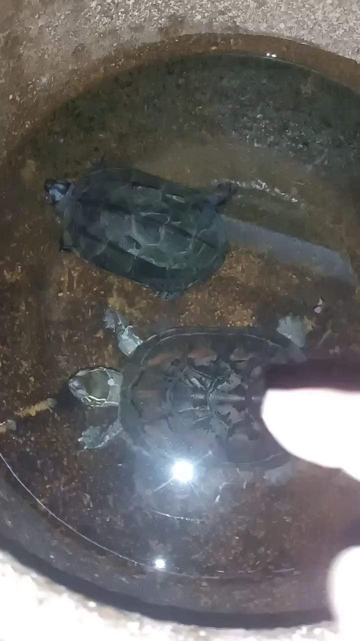 天气降温,乌龟基本不咋动了,浅水冬眠,水过背就不用管了!非常简单!