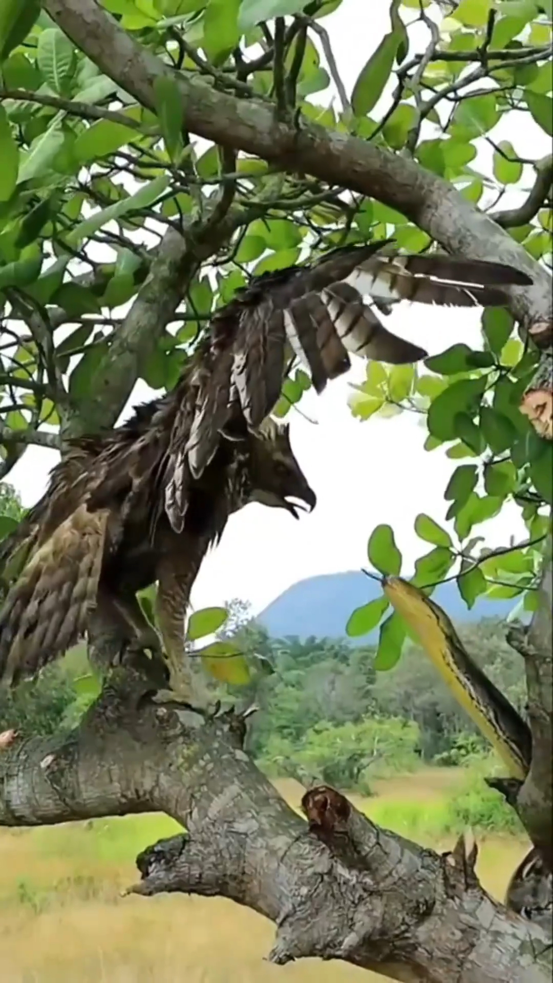 鹰蛇大战,老鹰被蛇逼的节节败退