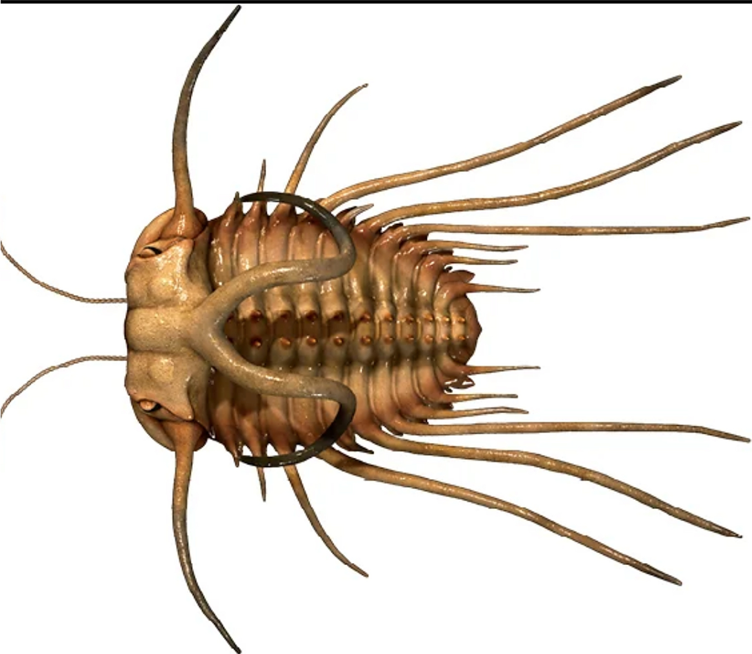 远古生物探秘——畸形双角虫 畸形双角虫是生活在泥盆纪的三叶虫类