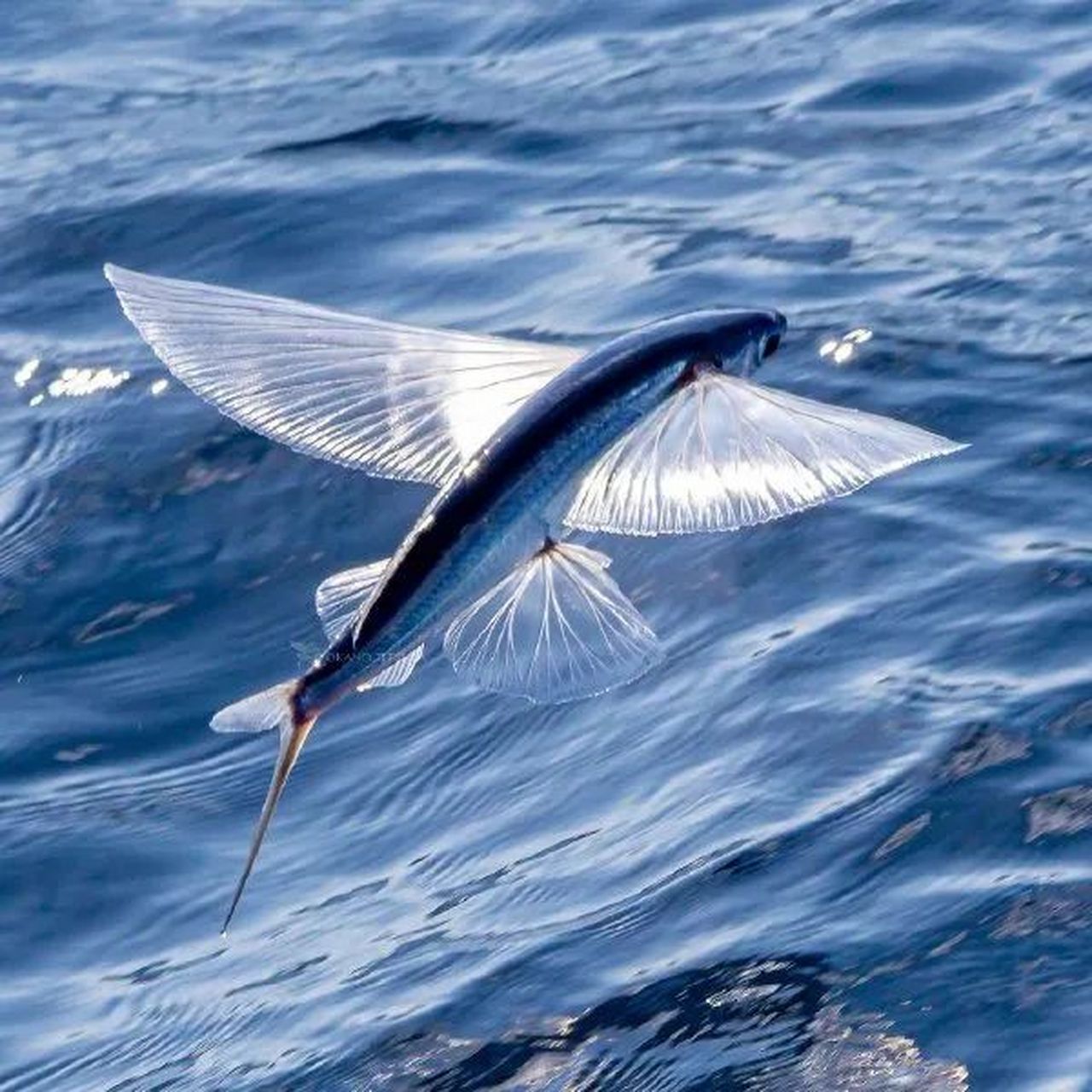 飞鱼,真漂亮 #动物# #动物世界