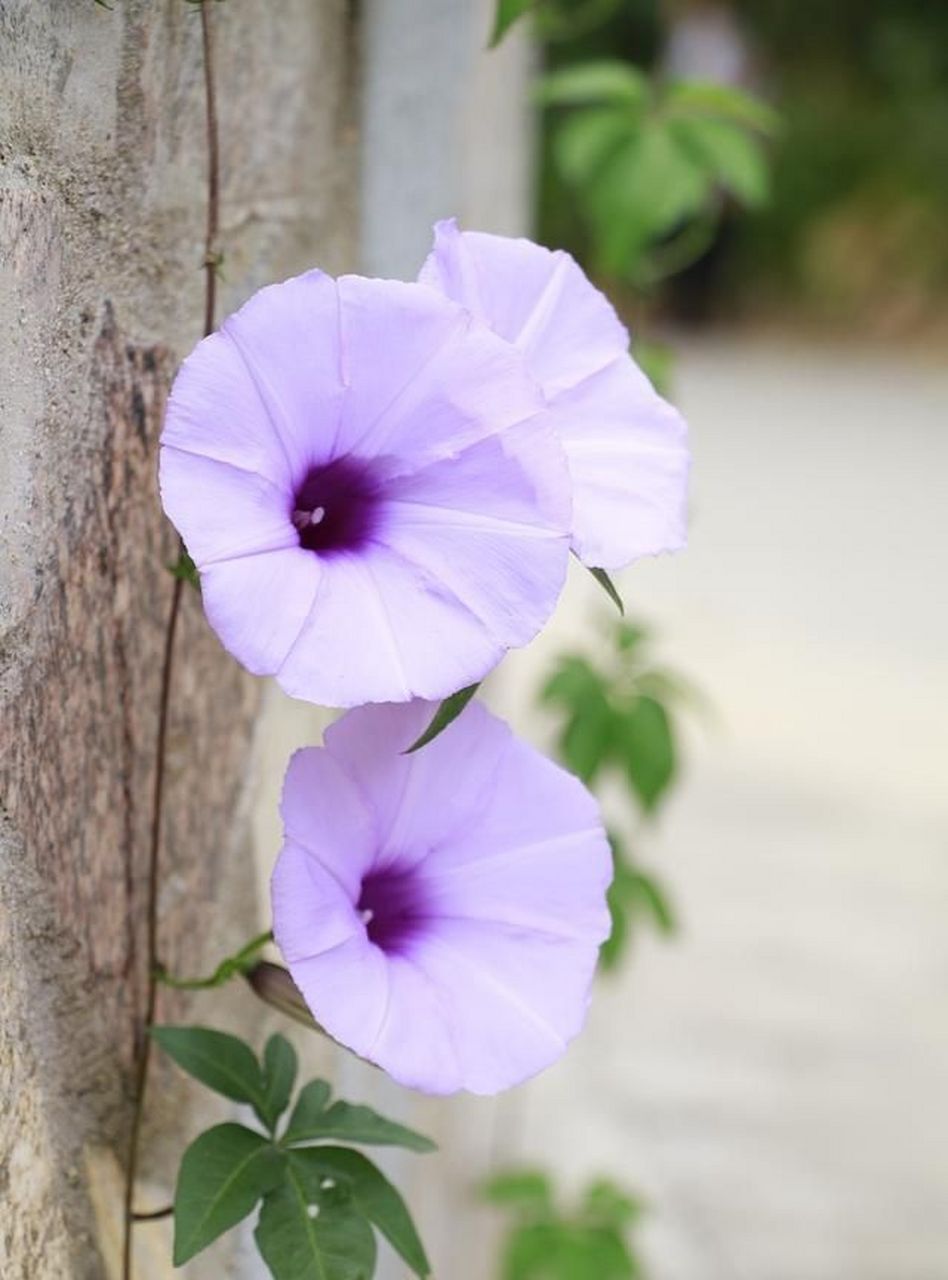 牵牛(ipomoea nil (l.) roth),是旋花科番薯属一年生草本植物.