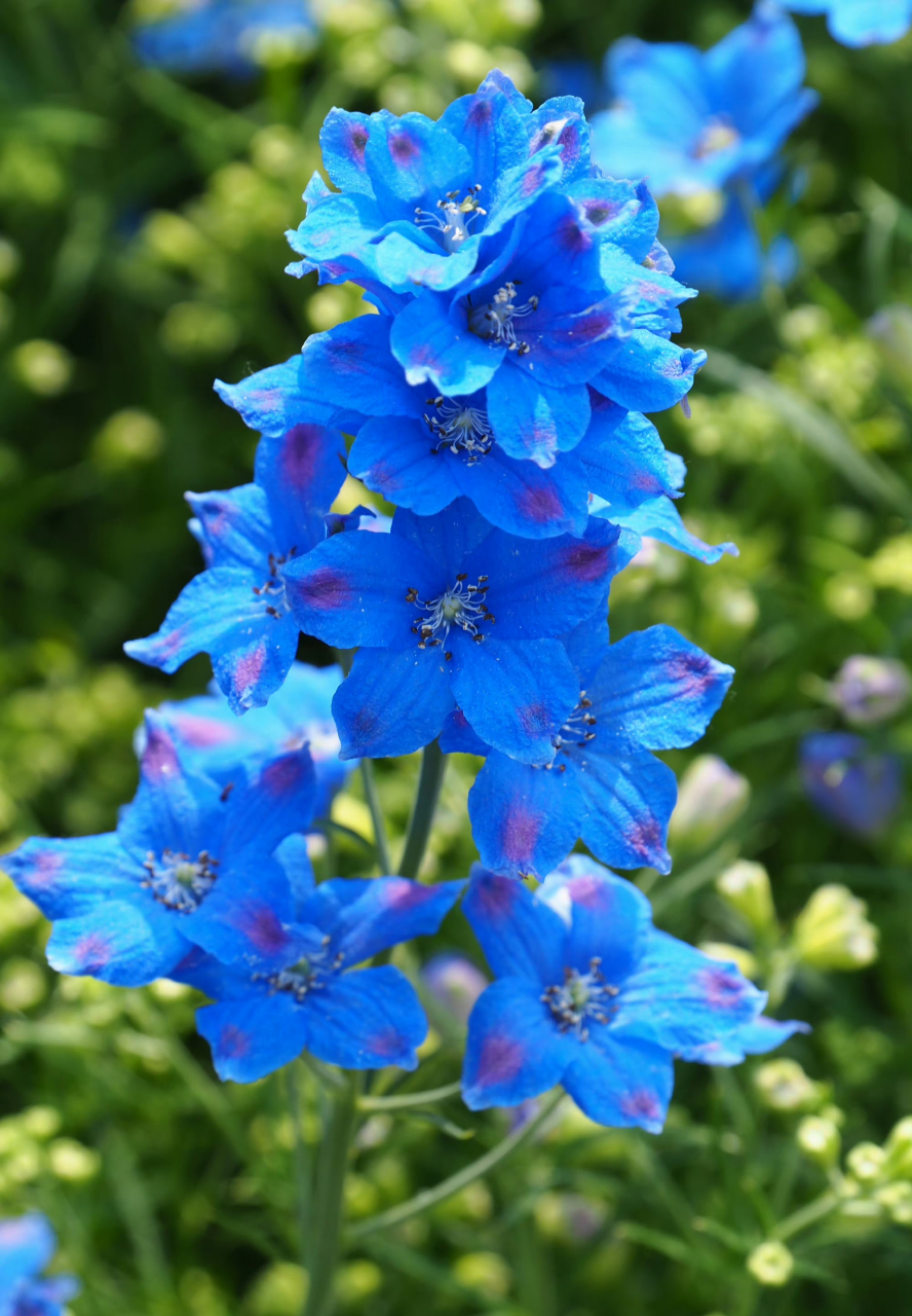 小花飞燕草,它这么美,一年生又怎样呢,仍然是不可替代的天空蓝～ 67