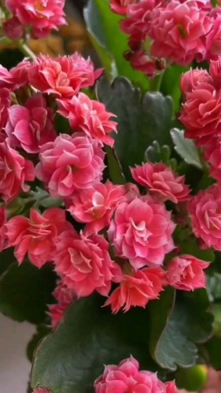 长寿花"烟花"粉色中花 超漂亮-度小视