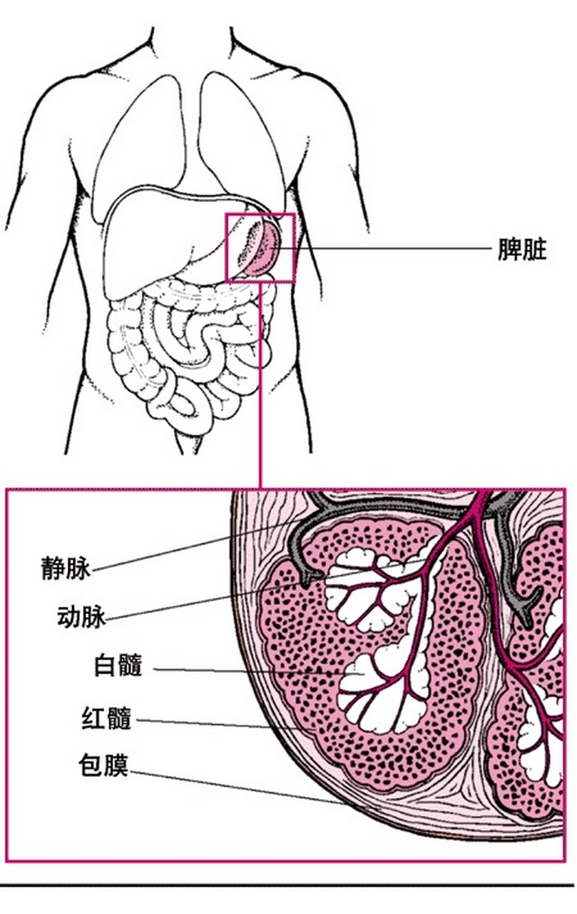 脾胃分布图图片