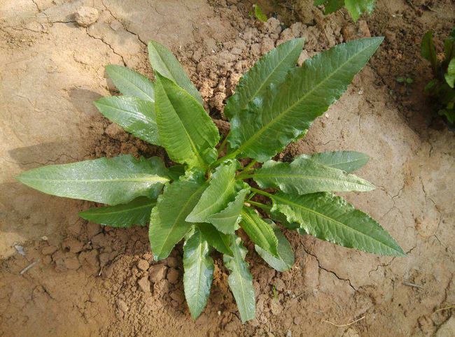 土大黄 一种药用植物的全面介绍