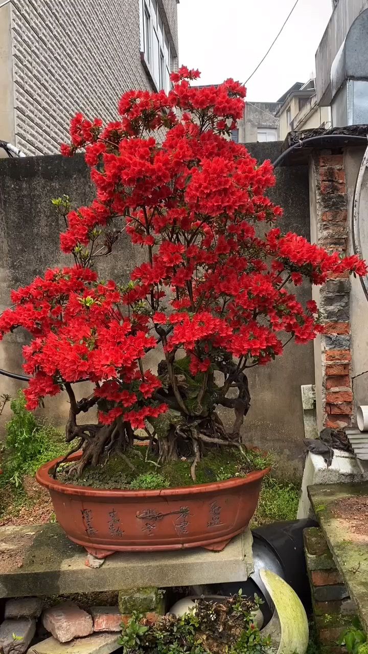 精品映山红盆景