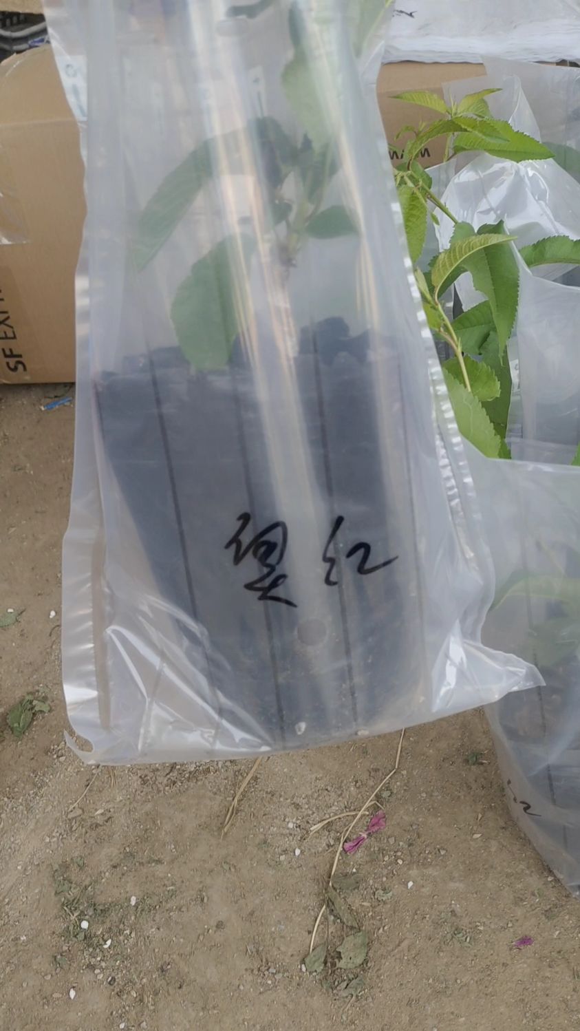 澳红,德樱一号樱桃营养杯苗!-度小视