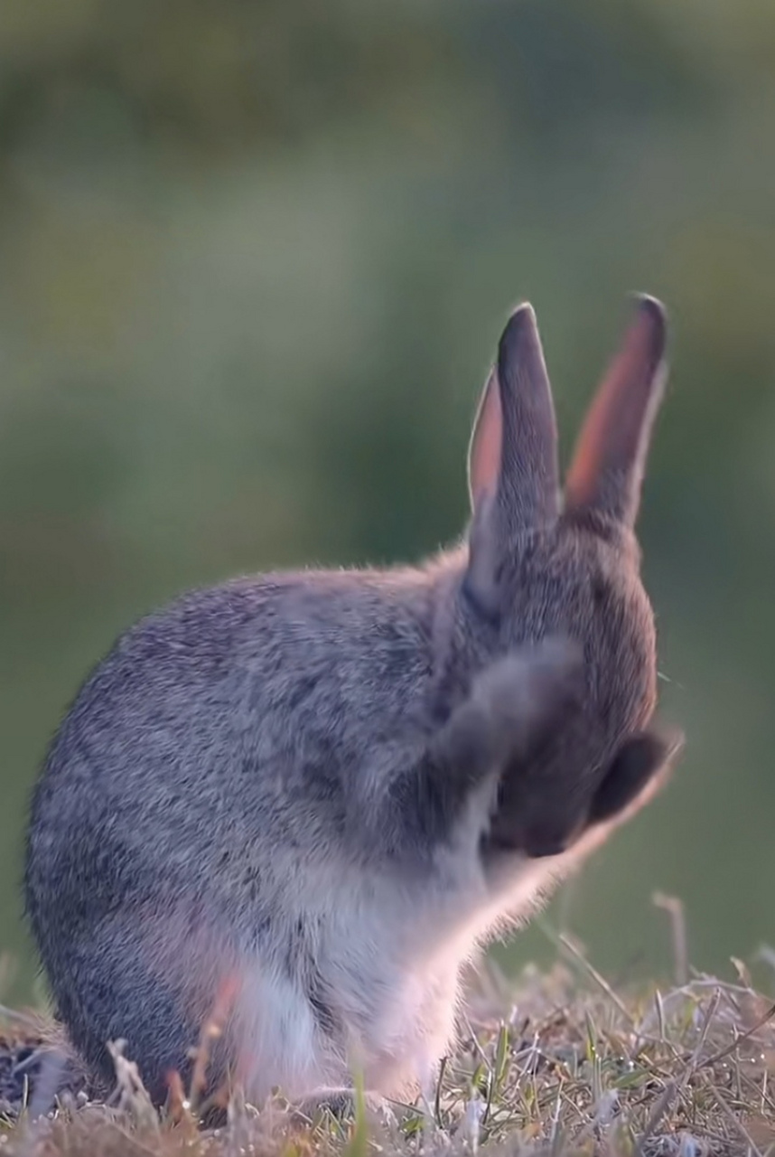 兔子洗脸迎新年,兔飞猛进